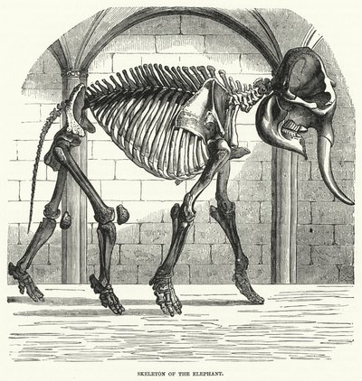 Skelet van de olifant door English School