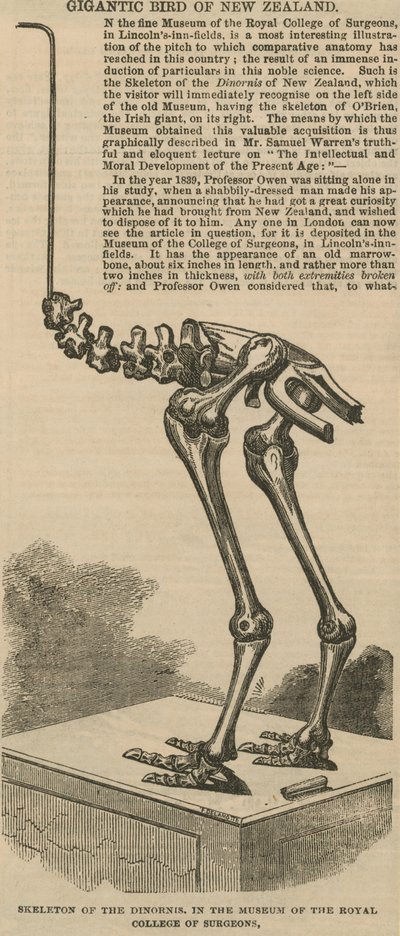 Skelet van de dinornis, een gigantische vogel uit Nieuw-Zeeland door English School