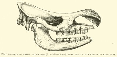 Schedel van fossiele neushoorn (R leptorhinus, Owen), uit de Thames Valley baksteen-aarden door English School