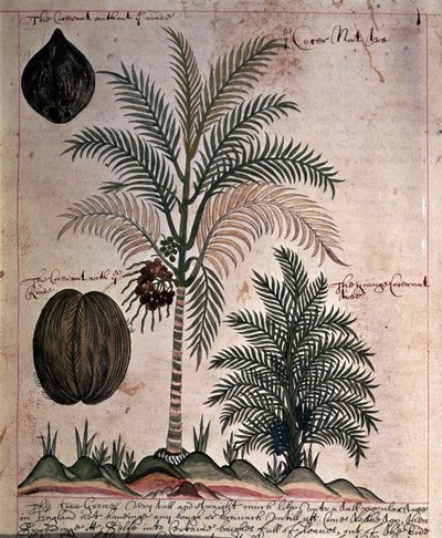 Kokospalm uit 