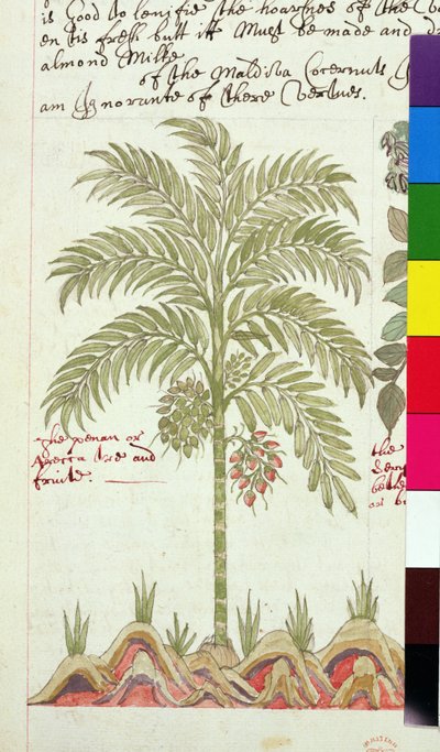 Dadelpalm uit 