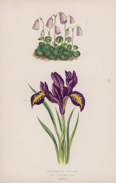 Soldanella Minima; Iris Reticulata door English School