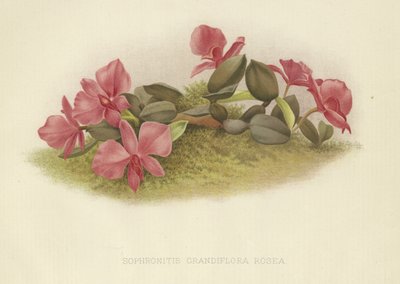 Sophronitis grandiflora rosea door English School