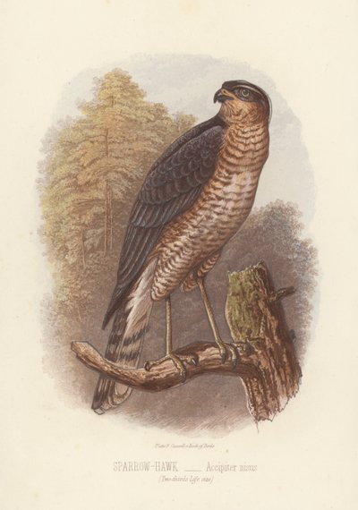 Sperwer, Accipiter Nisus (kleur litho) door English School