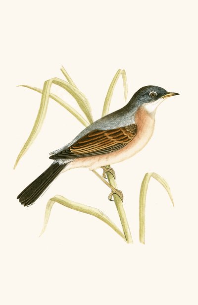 Brilgrasmus, illustratie uit 