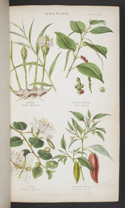Specerijplanten, uit 