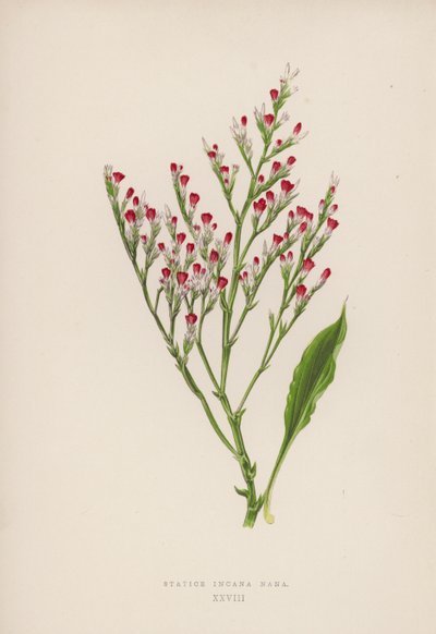 Statice Incana Nana (kleur litho) door English School