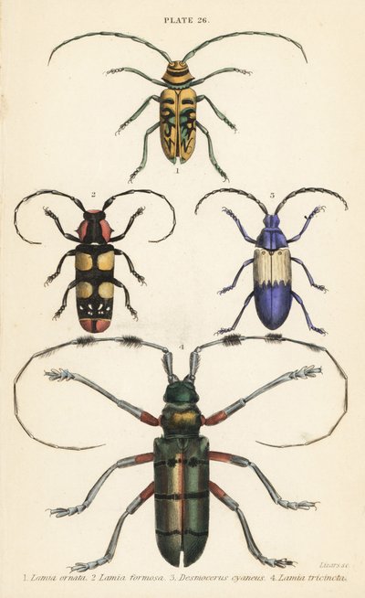 Sternotomis pulchra, Tragocephala formosa, vlierboorder, en Thysia wallichii door English School