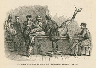 Studenten ontleden aan het Royal Veterinary College, Londen (gravure) door English School