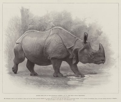 Studies uit het leven in de dierentuin, de grote Indische neushoorn door English School