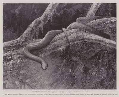 Studies uit het leven in de dierentuin, het huis van de loodgrijze boomsalamander door English School