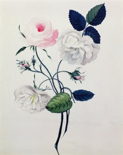 Studie van Witte en Roze Rozen, c.1820 door English School
