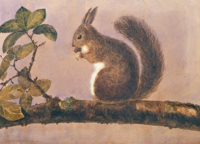 Studie van een eekhoorn op een tak, c.1840 door English School