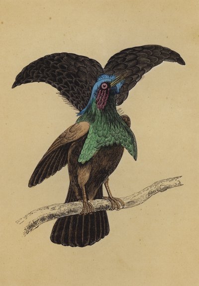 Superb Vogel van het Paradijs door English School