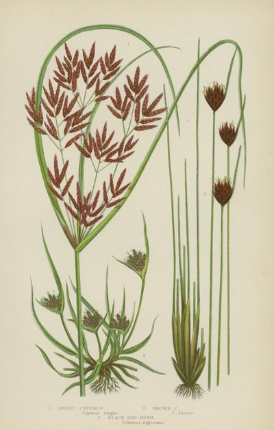 Zoete cyperus, bruine cyperus, zwarte moerasrus door English School