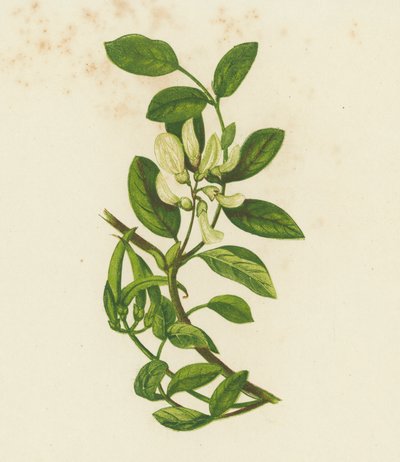 Zoete Melkvetch, Astragalus Glyciphyllus door English School