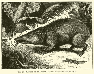 Tanrec, of Trandraka (Centetes ecaudatus) van Madagaskar door English School