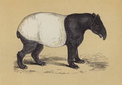 Tapir door English School