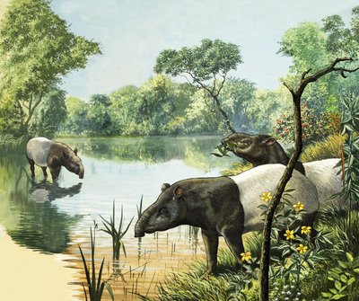 Tapirs, illustratie uit Nature