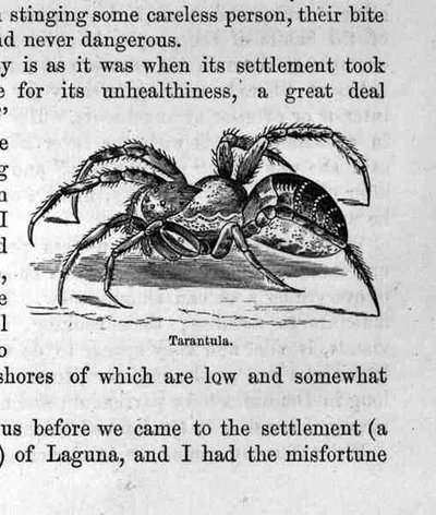 Tarantula, uit Santo Domingo vroeger en nu door Samuel Hazard, uitgegeven 1873 door English School