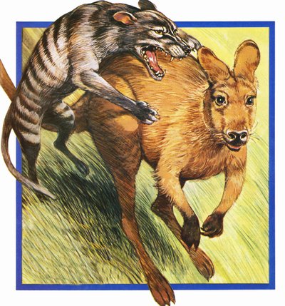Tasmaanse wolf die een kangoeroe aanvalt door English School
