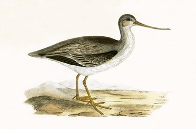 Terek Grutto, illustratie uit 