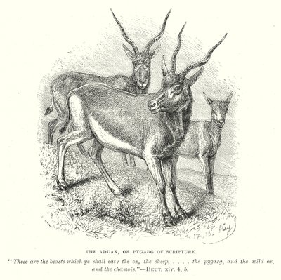 De Addax, of Pygarg van de Schrift (gravure) door English School