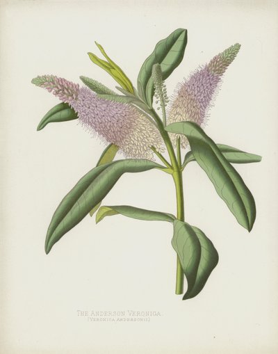 De Anderson Veronica, Veronica Andersonii door English School