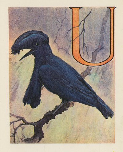 Het dieren ABC: Letter U, Paraplubird door English School