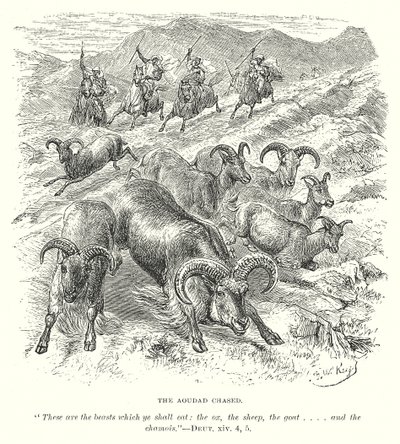 De Aoudad Geciseleerd (gravure) door English School