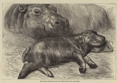 De baby nijlpaard in de dierentuin door English School