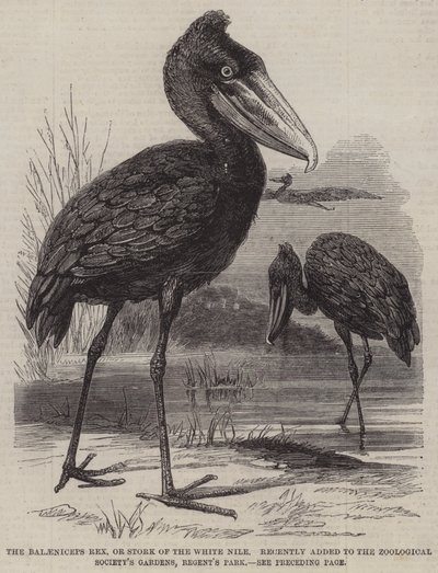 De Balaeniceps rex, of Ooievaar van de Witte Nijl, onlangs toegevoegd aan de Dierentuinen van de Zoological Society, Regent