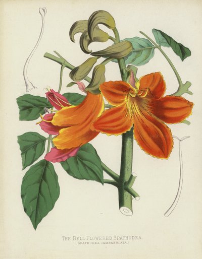 De Klokvormige Spathodea, Spathodea Campanulata door English School