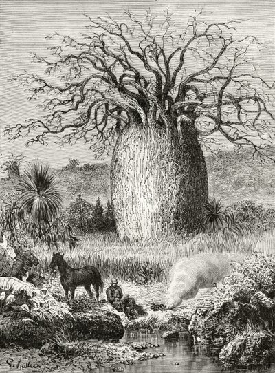 De Flesboom, uit 