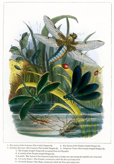 Het vlindervivarium (ingekleurde gravure) door English School