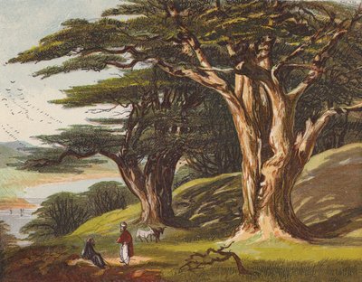 De ceders van Libanon door English School