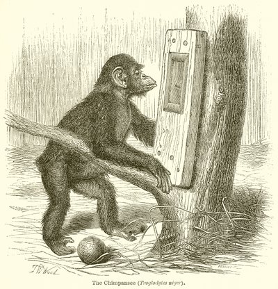 De Chimpansee (Troglodytes Niger) door English School