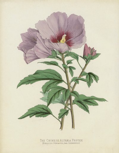 De Chinese Althaea Frutex, Hibiscus Syriacus; var Chinensis door English School