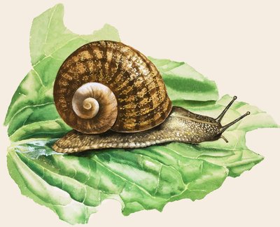 De gewone tuinslak, illustratie uit 