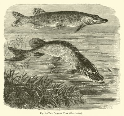 De Gewone Snoek, Esox lucius door English School