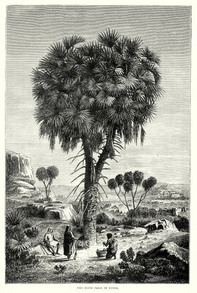 De Doum Palm in Nubië (gravure) door English School