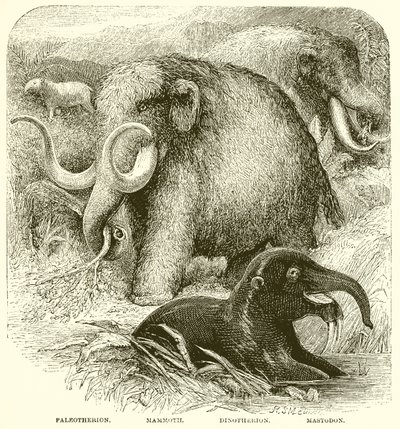 De Olifant door English School