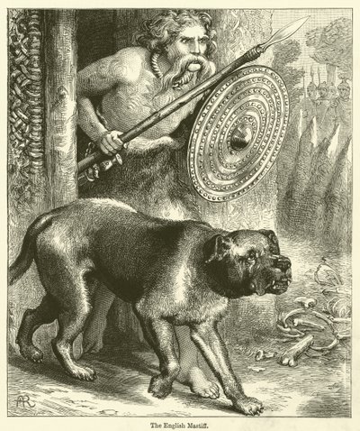 De Engelse Mastiff (gravure) door English School