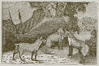 De vos zonder staart (gravure) door English School