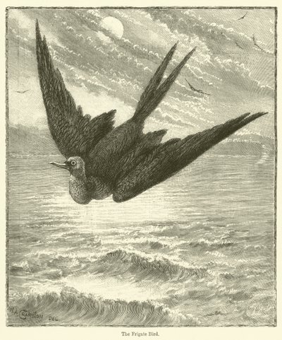 De Fregatvogel door English School