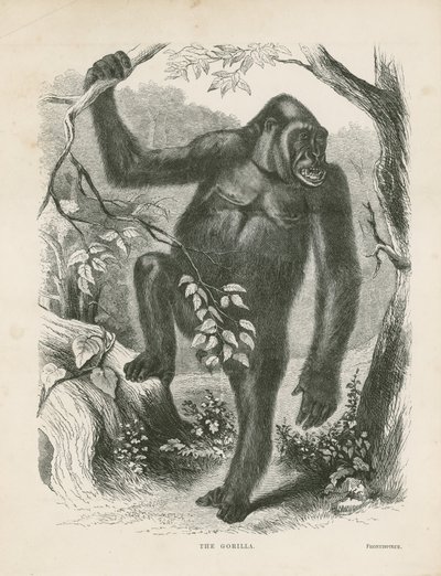 De Gorilla, frontispice voor Explorations and Adventures in Equatorial Africa door Paul B du Chaillu door English School