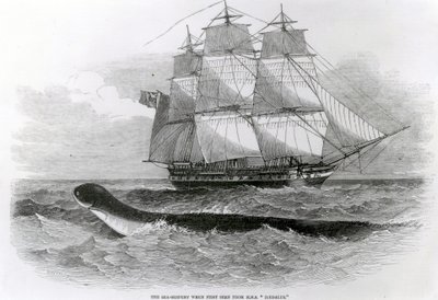 De Grote Zeeslang toen voor het eerst gezien vanaf H.M.S. Daedalus door English School