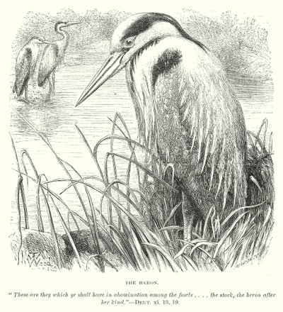 De reiger (gravure) door English School