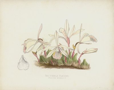 De Bescheiden Pleione, Pleione Humilis door English School