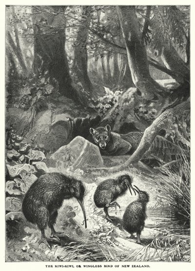 De Kiwi-Kiwi of vleugelloze vogel van Nieuw-Zeeland (gravure) door English School